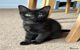 Bombay cats for sale: We have four cats for sale🐈‍⬛ - Image 8