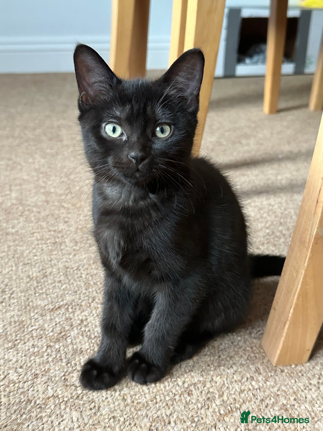 Bombay cats for sale: We have four cats for sale🐈‍⬛ - Image 8