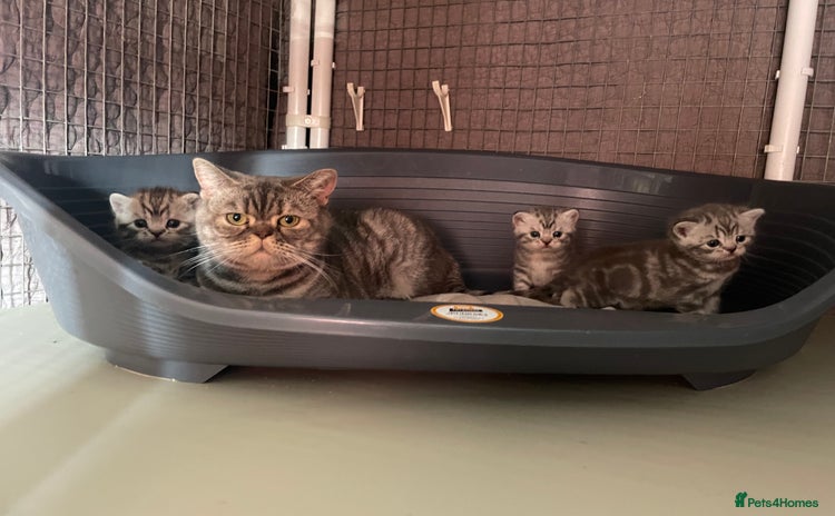 British Shorthair cats - Advert 3