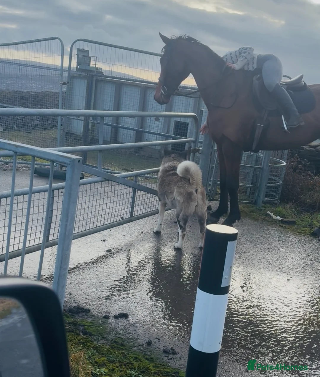 Irish Sports horses for sale: Super 15.3 8 yr old sports horse allroudner  - Advert 16