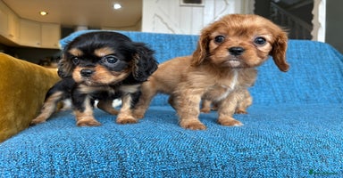 Cavalier King Charles Spaniel dogs - Advert 1