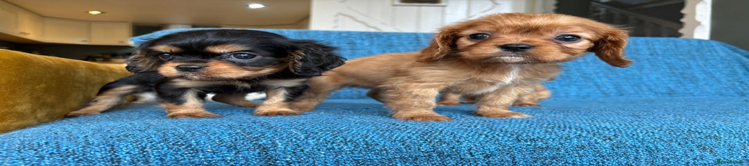 Cavalier King Charles Spaniel Puppy 2