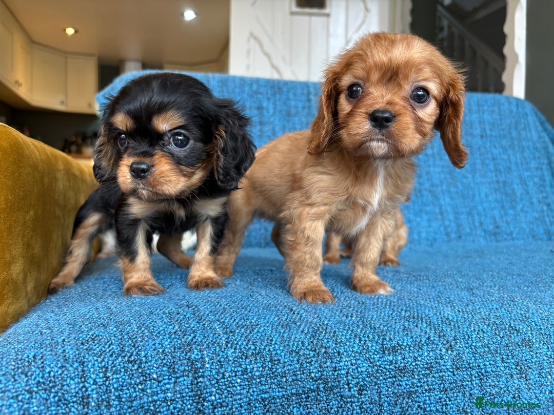 Cavalier King Charles Spaniel dogs for sale: 3 male 1 female cavalier King Charles pups - Image 3