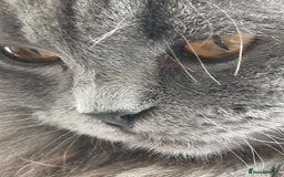 British Longhair cats for sale: Blue & Lilac Gorgeous British longhair kittens - Image 35