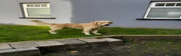Golden Retriever dogs for sale: Male Golden Retriever (13 months old) in Newtownards - Advert 10