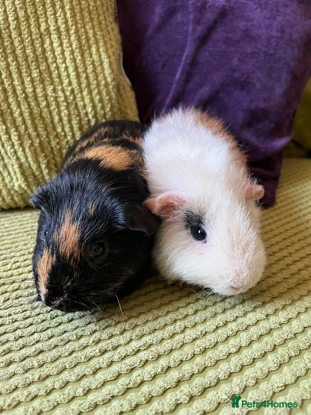 Guinea Pig rodents for sale: Male bonded guinea pigs  - Advert 1