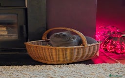 British Shorthair cats for sale: Beautiful BSH blue  - Image 3