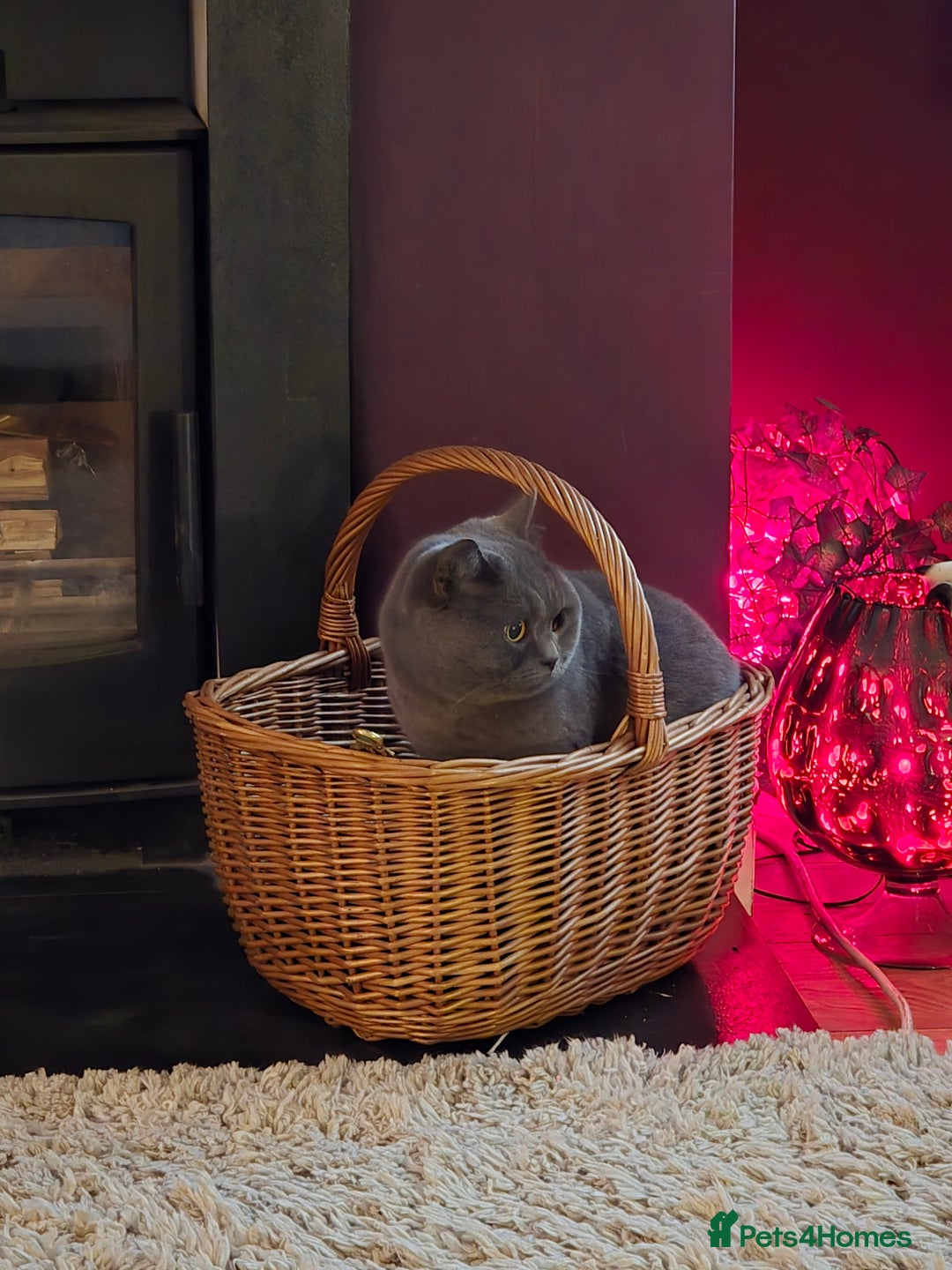 British Shorthair cats for sale: Beautiful BSH blue  - Image 3