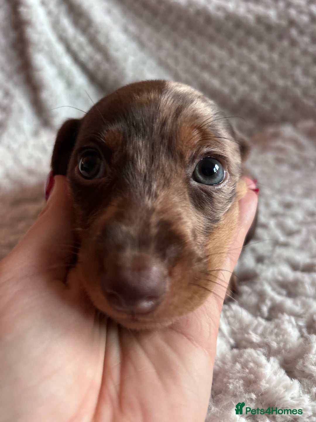 Miniature Dachshund dogs for sale: 3 gorgeous miniature dachshund girls  - Advert 19