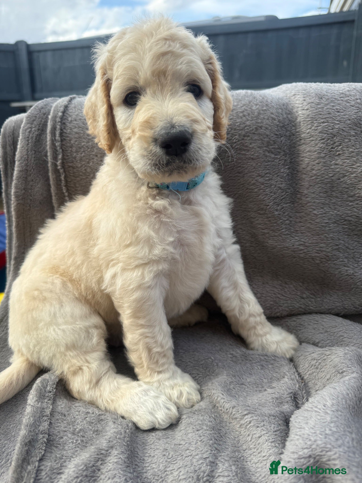 Goldendoodle dogs 🐾 Beautiful Multi-Gen Goldendoodle Puppies - Advert 2