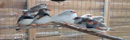 Finches birds for sale: Zebra Finches  in Dunmow - Advert 3