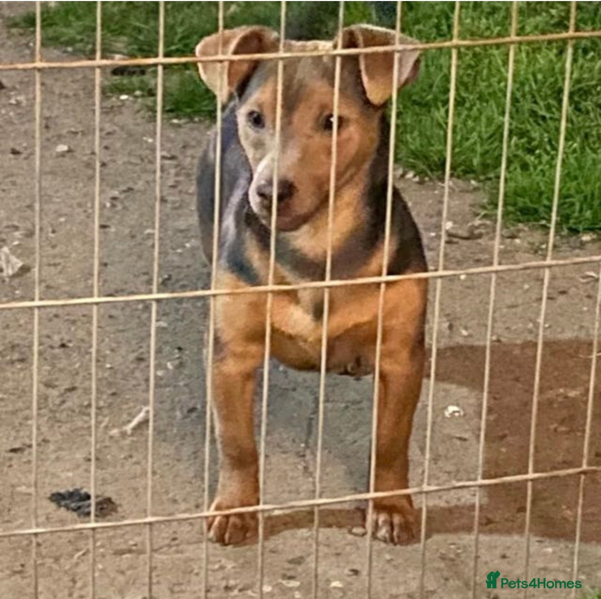 Jack Russell dogs ❤️Beautiful Litter Of Jack’s ❤️ - Advert 2