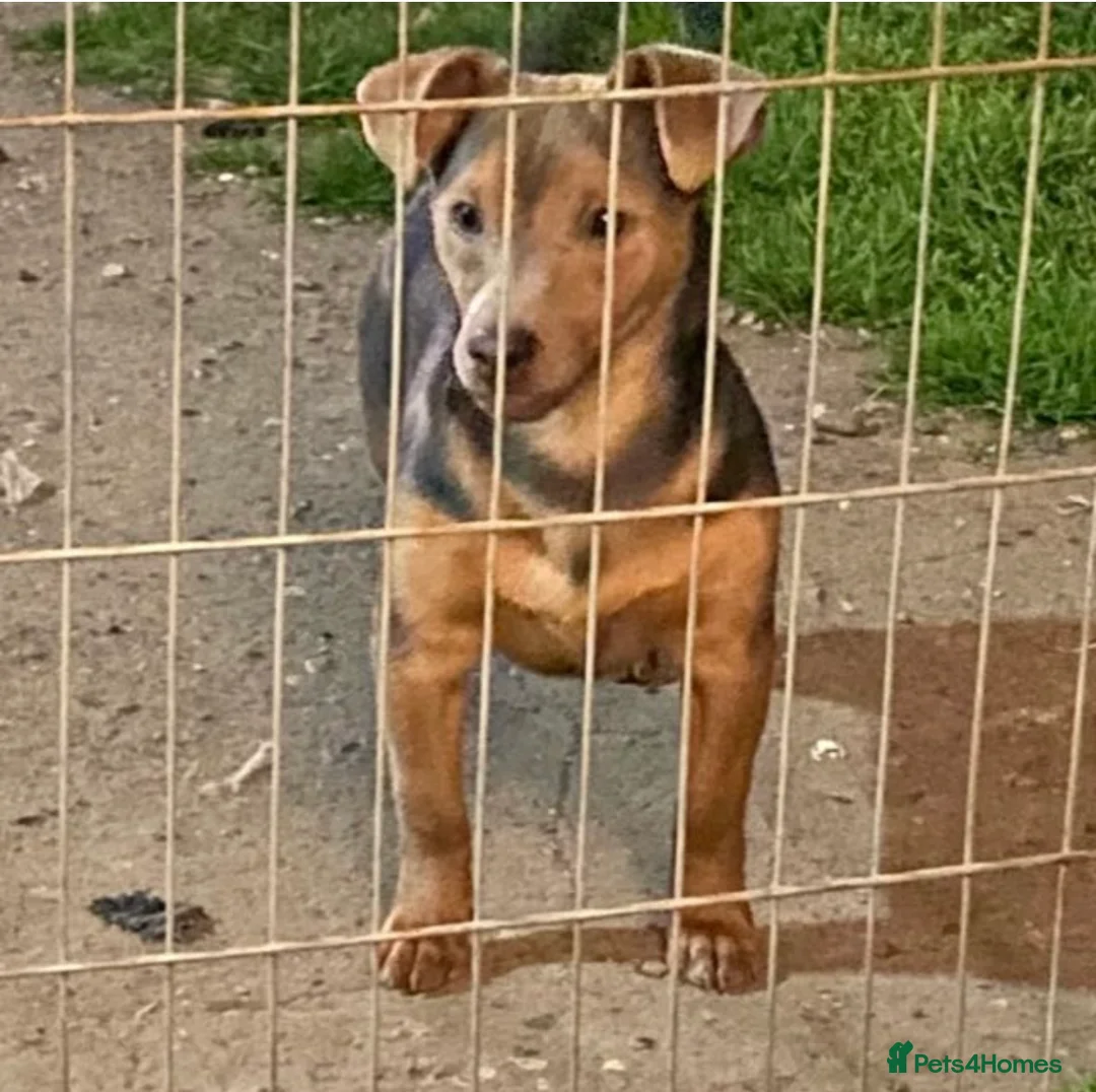 Jack Russell dogs for sale: ❤️Beautiful Litter Of Jack’s ❤️ - Advert 2