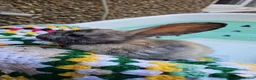 Mixed Breed rabbits for sale: Baby Rabbits for sale - Advert 7