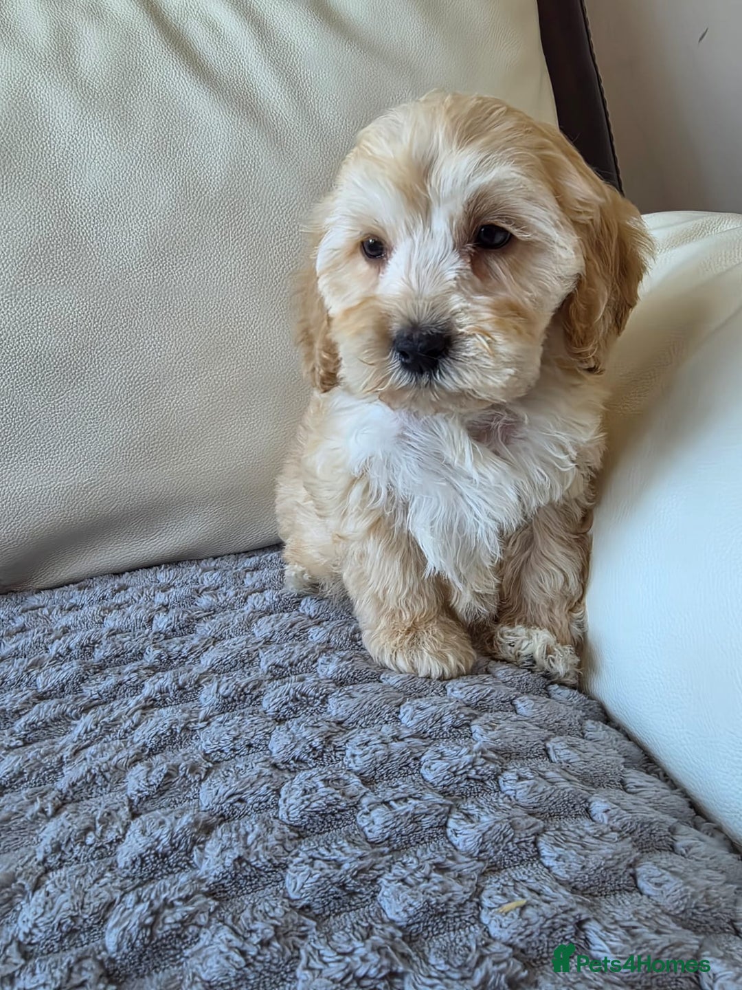 Cockapoo dogs for sale: Cockapoo puppies - Image 5