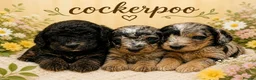 Cockapoo dogs for sale: Wow just wow 🤩  - Advert 4