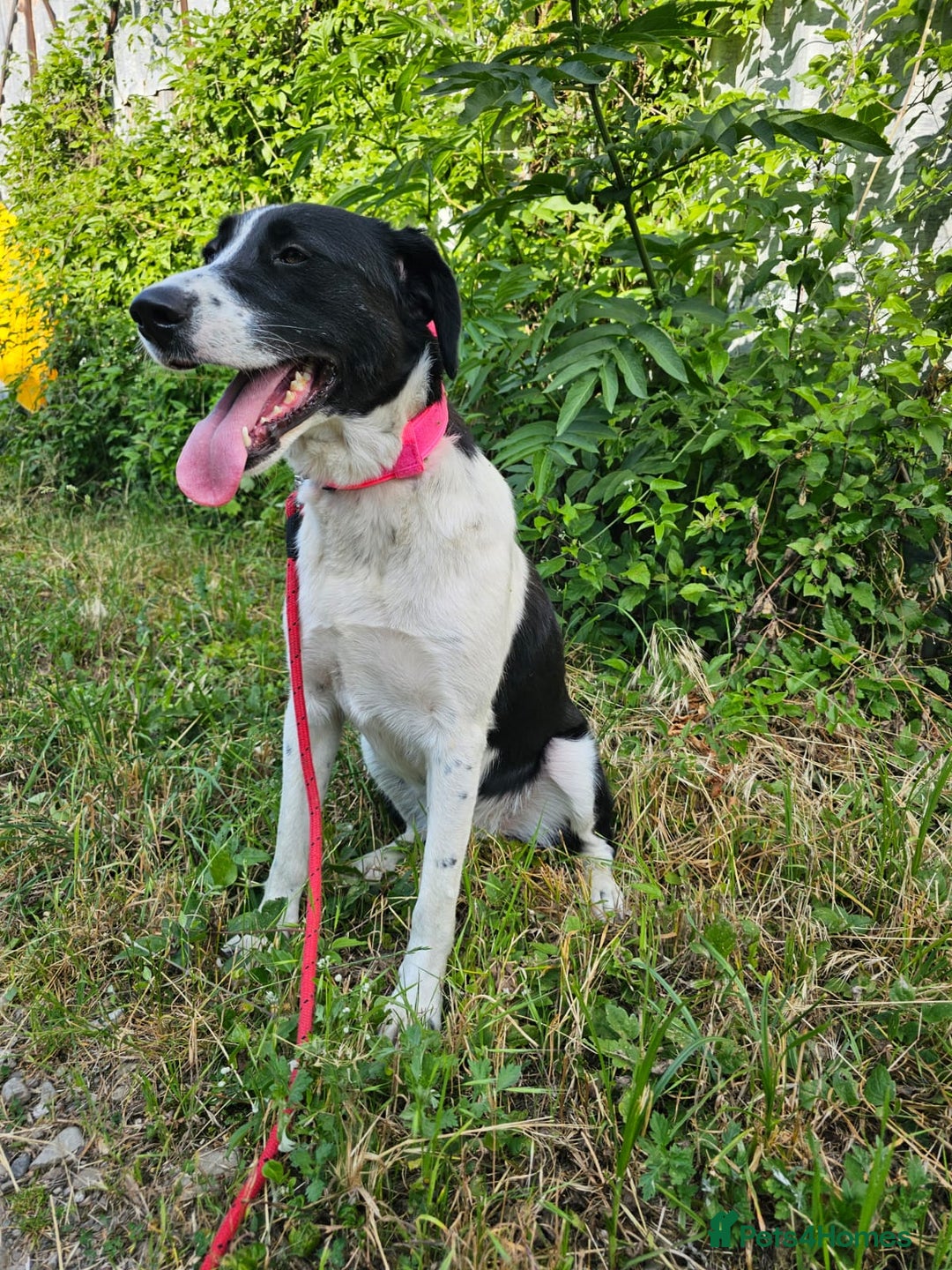 Mixed Breed dogs for adoption: NALA, a Lovely Girl - for a Loving Home - Image 16