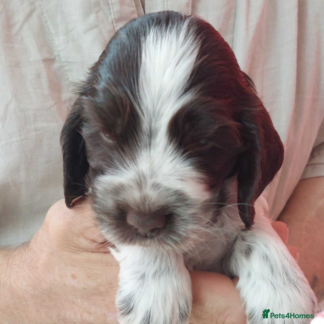 Cocker Spaniel dogs for sale: Kc Reg show type cocker spaniel puppies  - Image 18