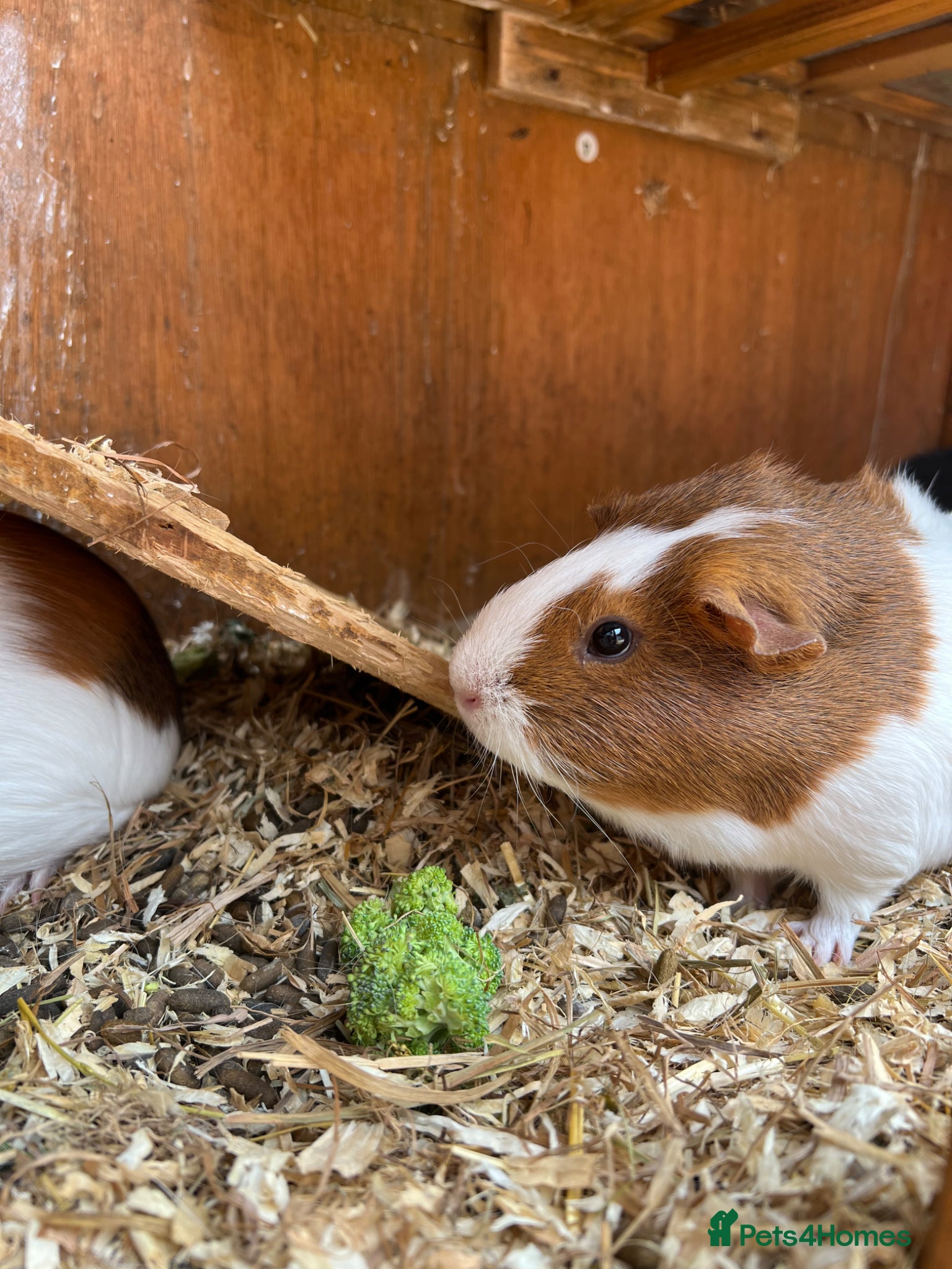 Guinea Pig rodents for sale: 2 Girl Guinea Pigs For Sale £20 For Both in Brackley - Advert 4