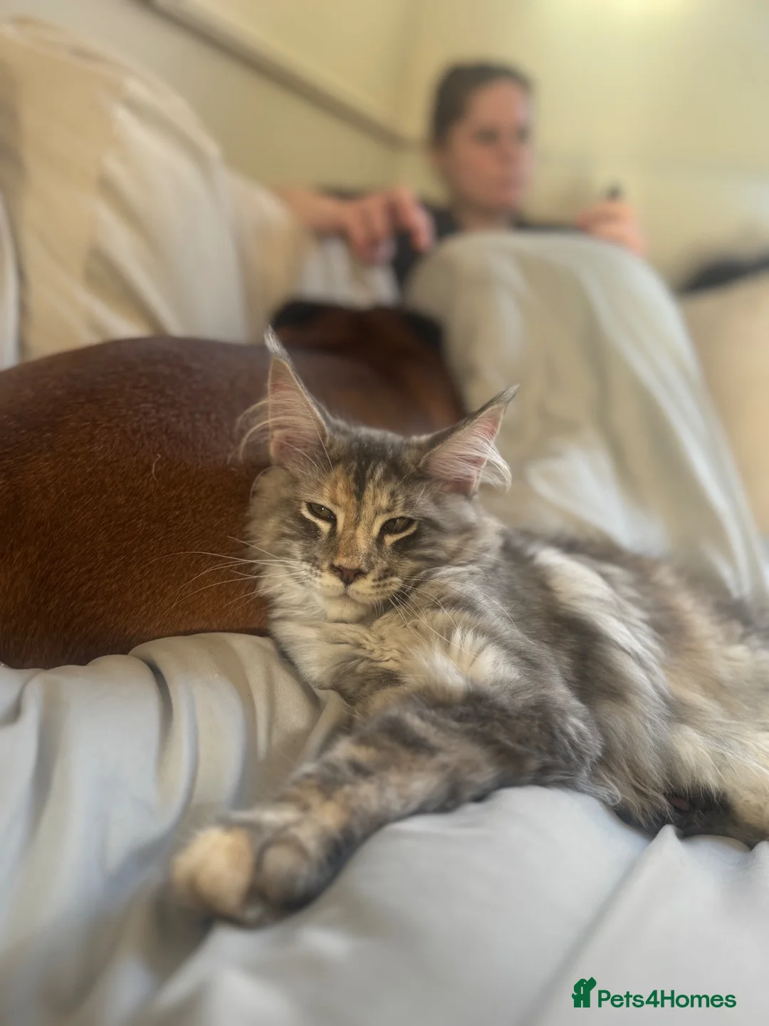 Maine Coon cats for sale: Active GCCF Female  - Advert 2