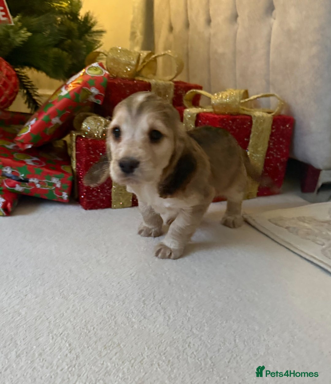 Cocker Spaniel dogs for sale: 2 girls left! Litter of 6 adorable kc reg puppies  - Advert 12