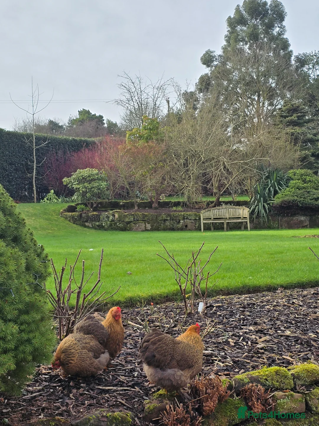 Hens poultry for sale: Beautiful Pekin Bantams - Advert 3