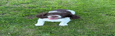 English Springer Spaniel 4
