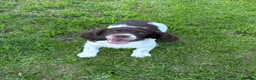 English Springer Spaniel dogs for sale: Very Well Bred Male Springer Spaniels - Advert 4
