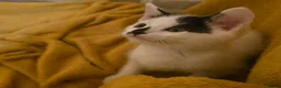 Mixed Breed cats for sale:  Ready to go to their forever homes - Advert 34