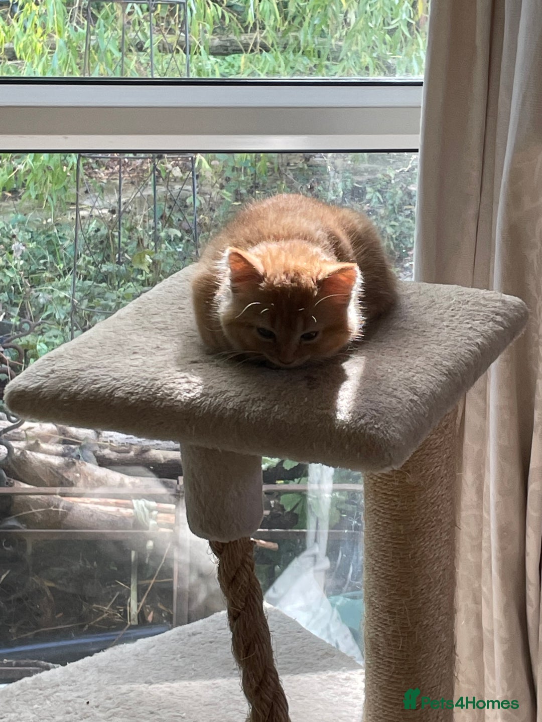 Munchkin cats for sale: Adorable Apricot-Marmalade Tabby Munchkin Male Kit - Image 18