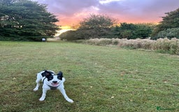 Border Collie dogs for sale: Luna  - Advert 3