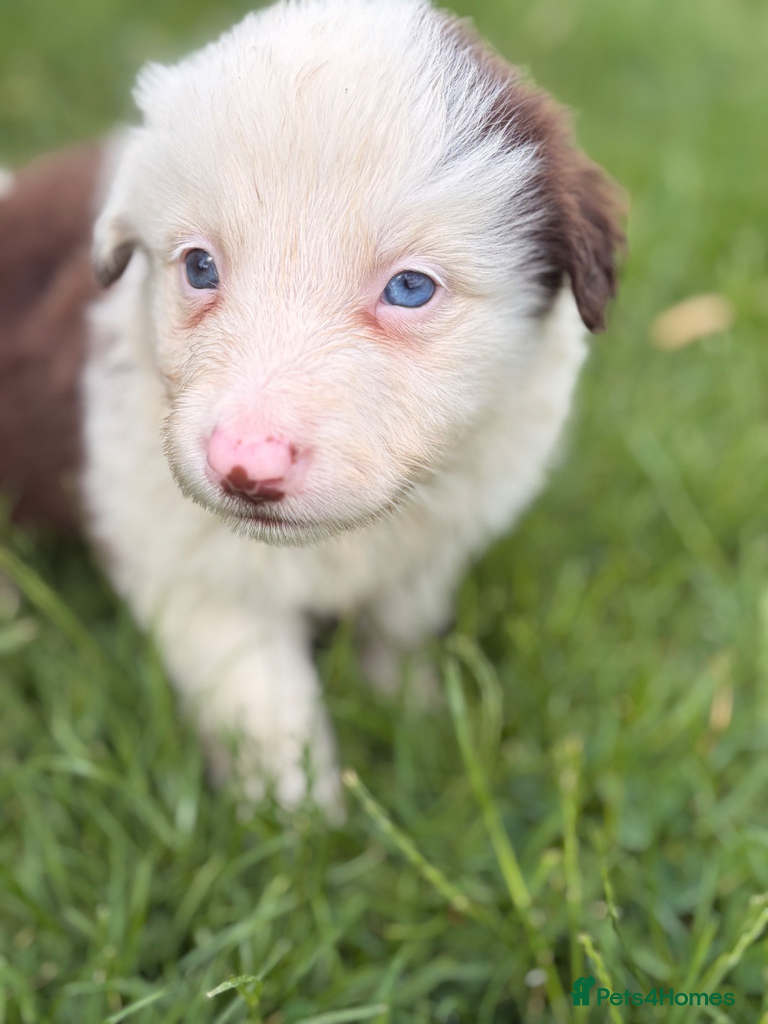 Border Collie dogs BEAUTIFUL BC PUPS, HEALTH TESTED CLEAR PARENTS  - Advert 2