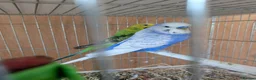 Budgerigars birds for sale: 🐦 Beautiful Baby Budgies Available! - Advert 13