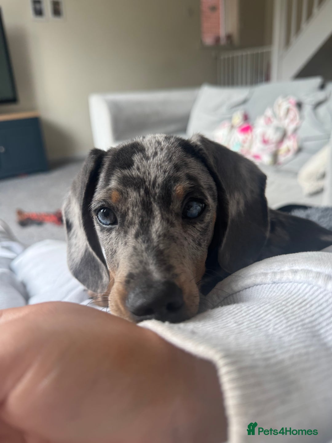 Dachshund dogs for sale: Reggie  - Advert 6