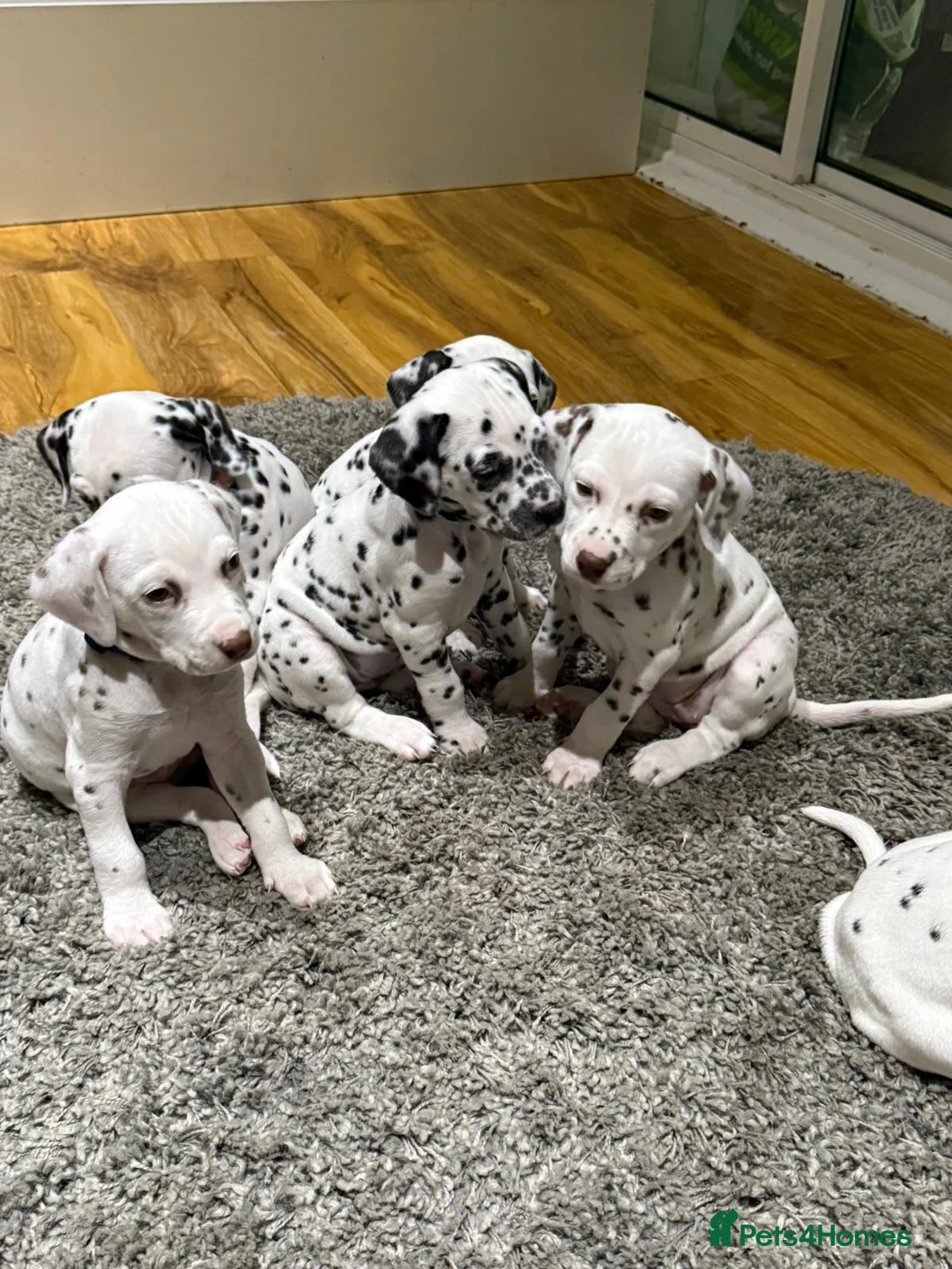 Dalmatian dogs for sale: Dalmation puppies for sale in Hayes - Advert 7