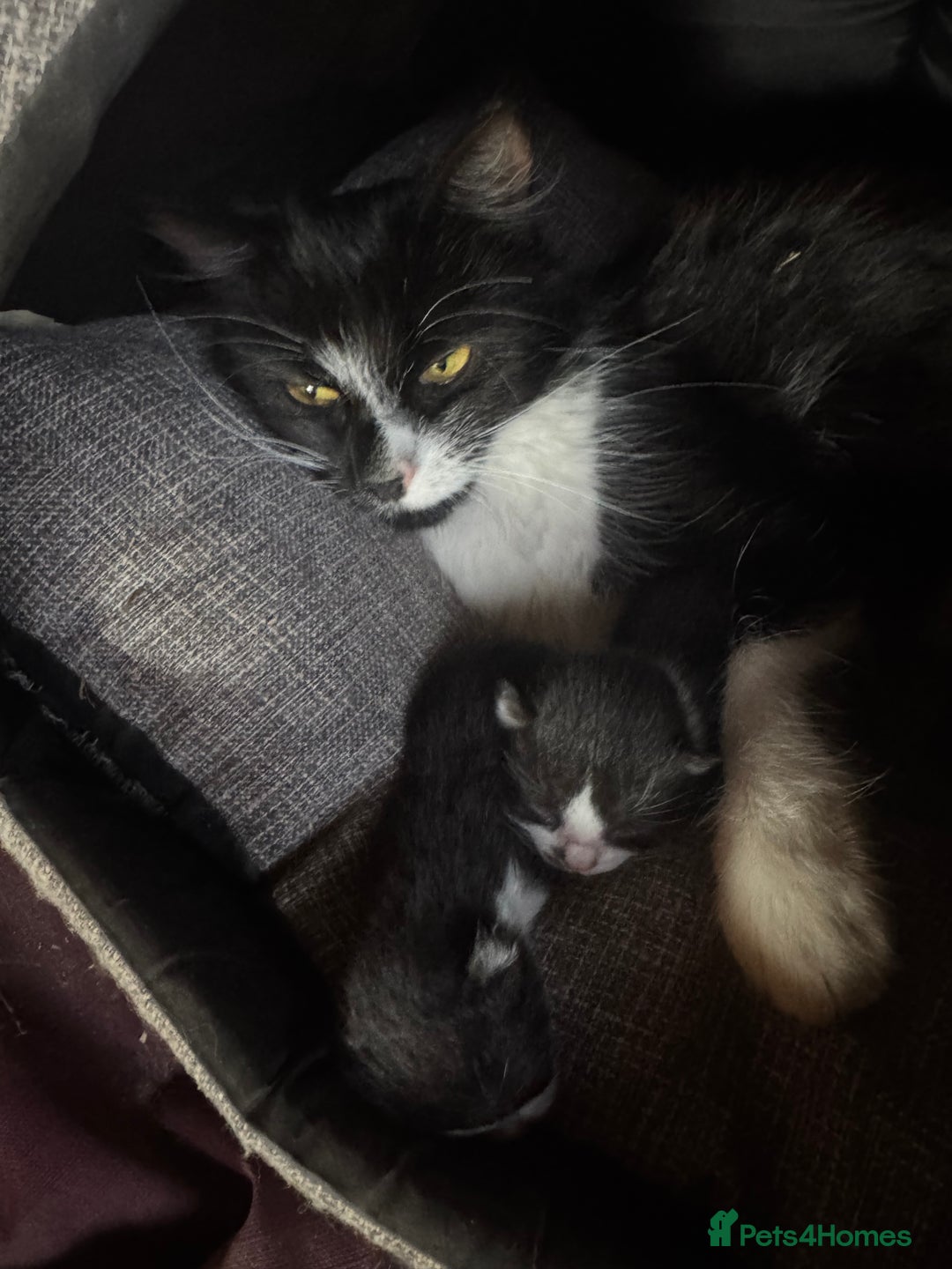Mixed Breed cats for sale: Kittens  - Image 3