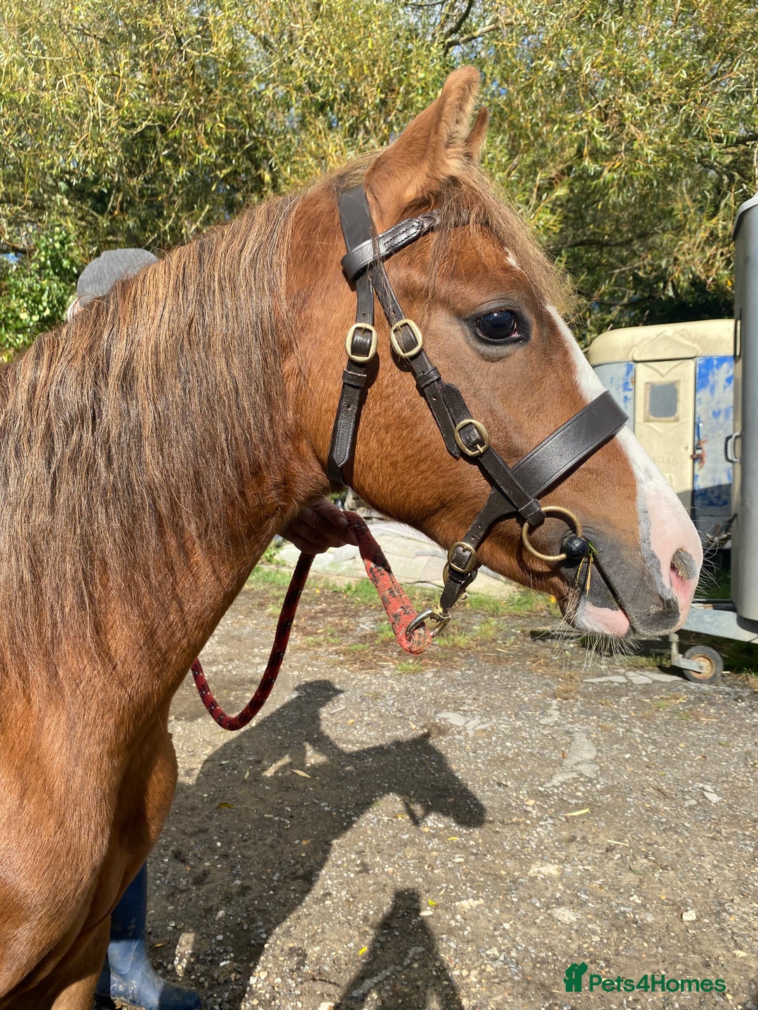 Welsh Section C horses for sale: colt for sale  - Image 10