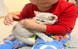 British Shorthair cats for sale: PUREBRED BSH KITTENS SOLD - Image 16