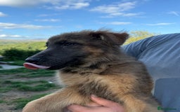 German Shepherd dogs for sale: Ready now pedigree German shepherd puppies - Image 13
