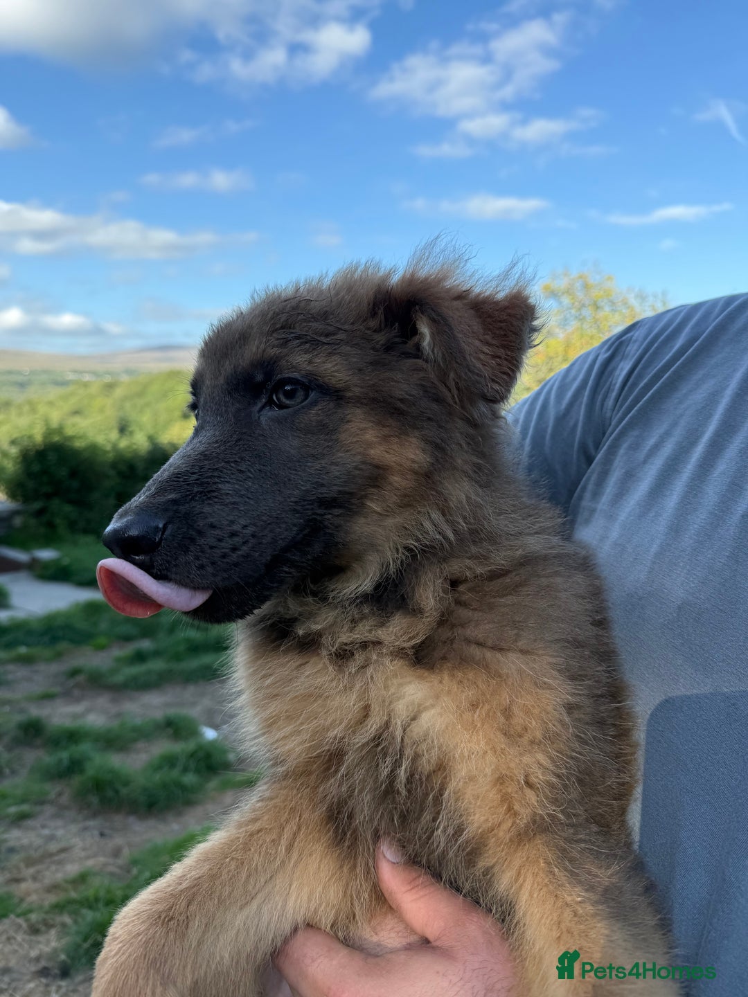 German Shepherd dogs for sale: Ready now pedigree German shepherd puppies - Image 13