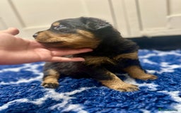 Rottweiler dogs for sale: Stunning Rottweiler puppies 🐶  - Image 16