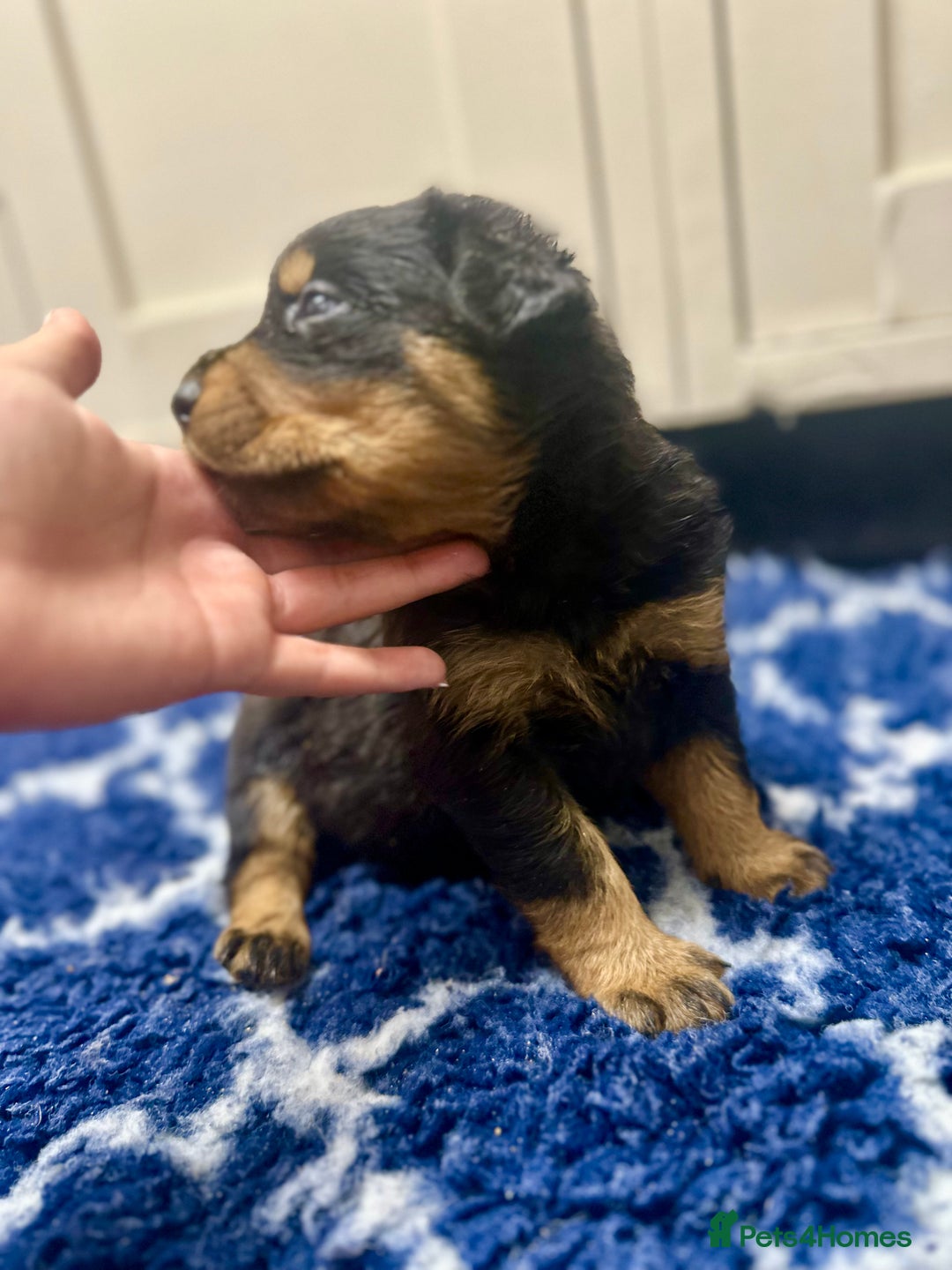 Rottweiler dogs for sale: Stunning Rottweiler puppies 🐶  - Image 16