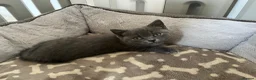 British Shorthair cats for sale: Beautiful British short hair female  - Advert 5