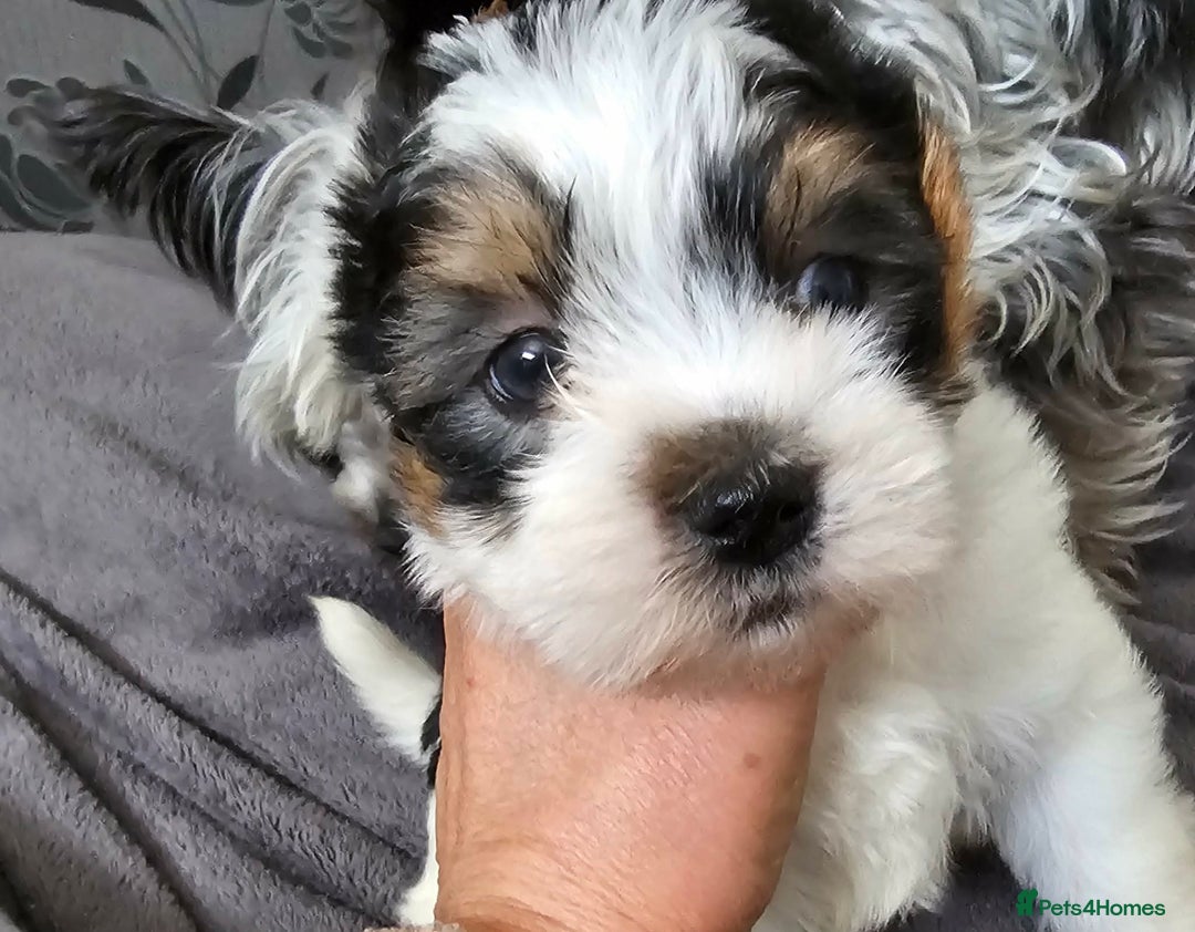 Yorkshire Terrier dogs for sale: 4 Adorable Yorkshire terrier pups  - Advert 3