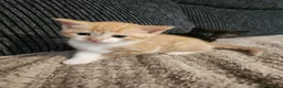 Mixed Breed cats for sale: 3 beautiful kittens  in Stockton-on-Tees - Advert 16
