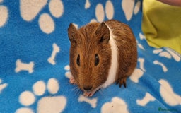 Guinea Pig rodents for sale: 2x Male Smooth Coated Guinea Pigs - Image 3