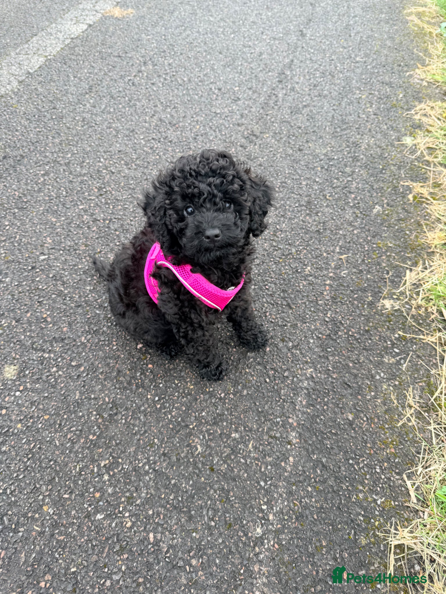 Cockapoo dogs Cockapoo F1B  - Advert 1