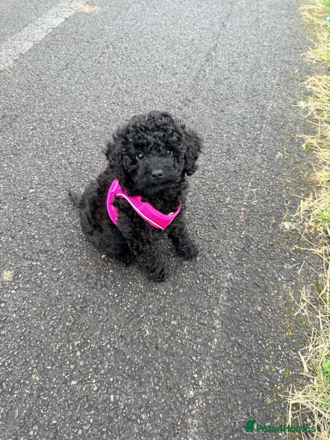 Cockapoo dogs for sale: Cockapoo F1B  - Advert 1