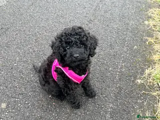 Cockapoo dogs Cockapoo F1B - Advert 1