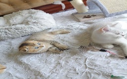 British Shorthair cats for sale: Scottish Fold and Straight kittens  - Image 25